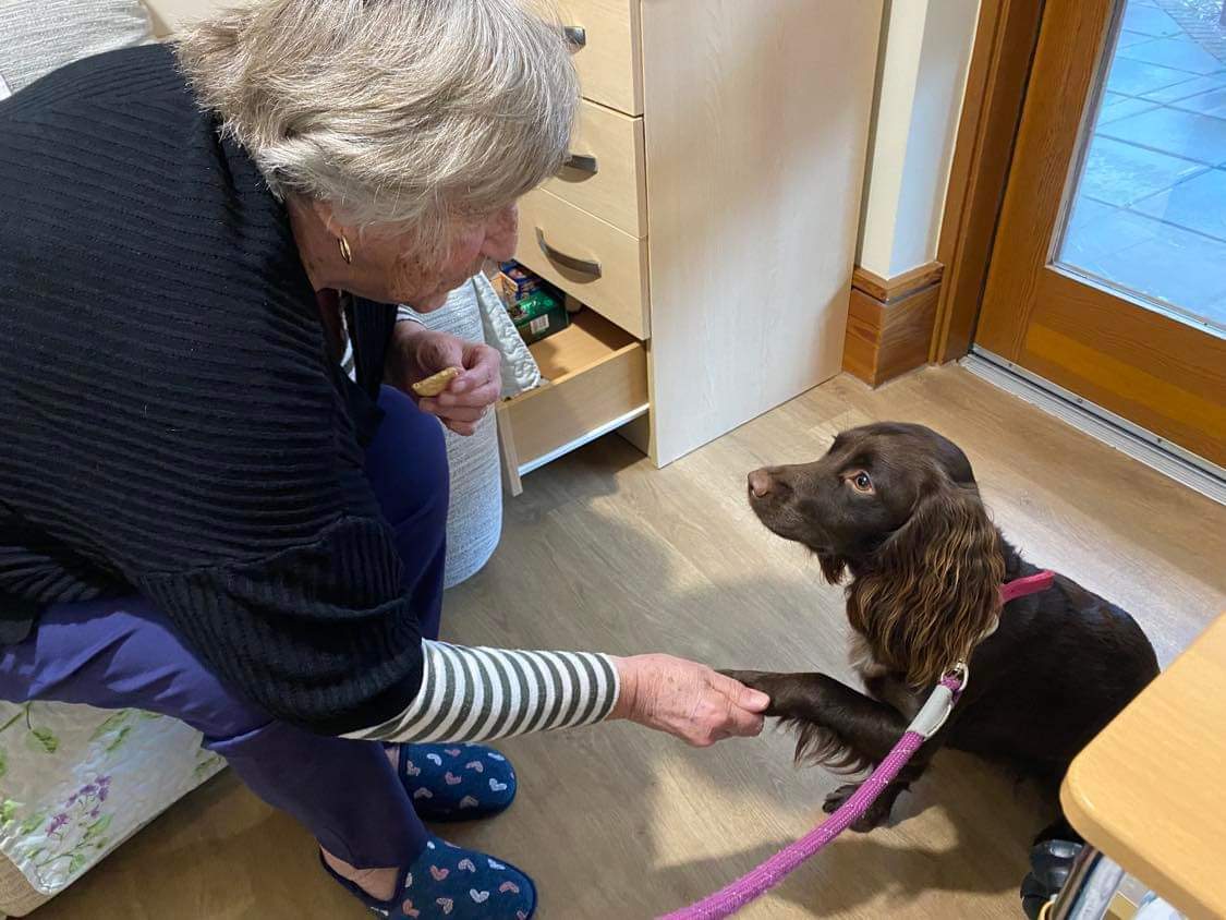 spaniel giving resident their paw